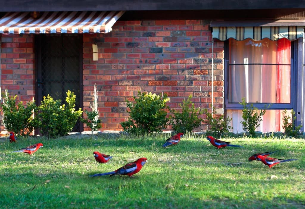 Crimson Villa - photo 14