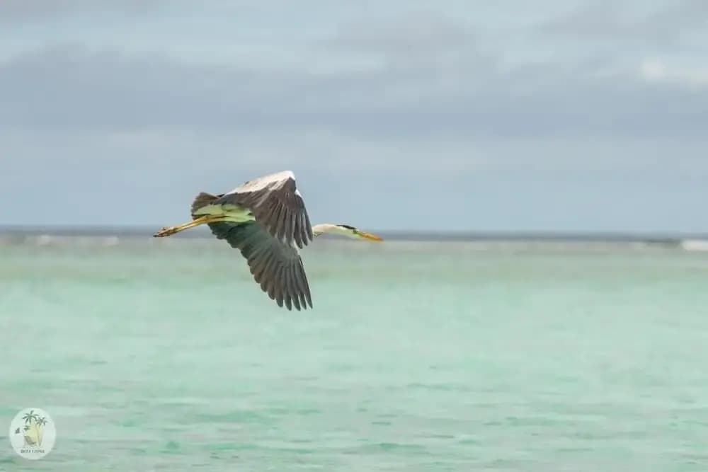Shifa Lodge Maldives - photo 27