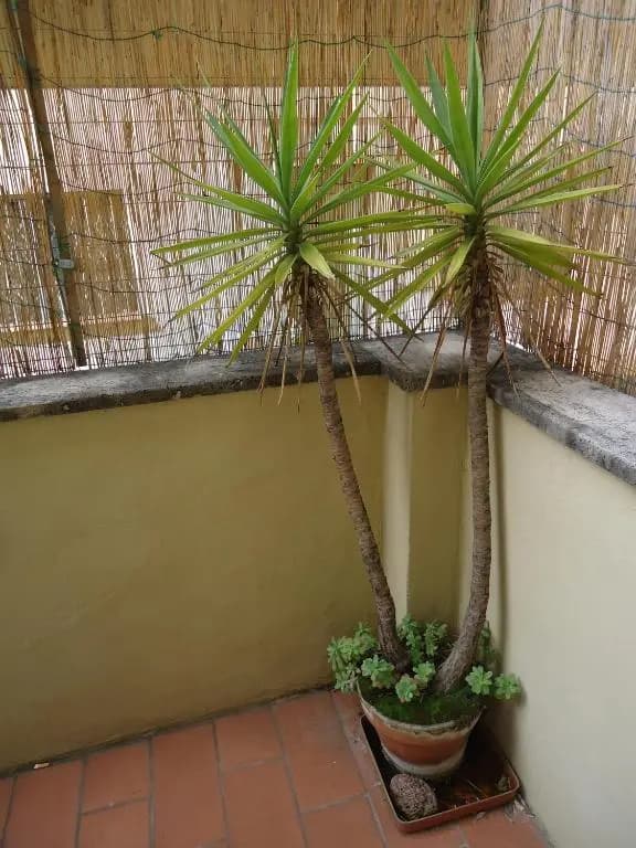 Appartamento con terrazza - photo 5