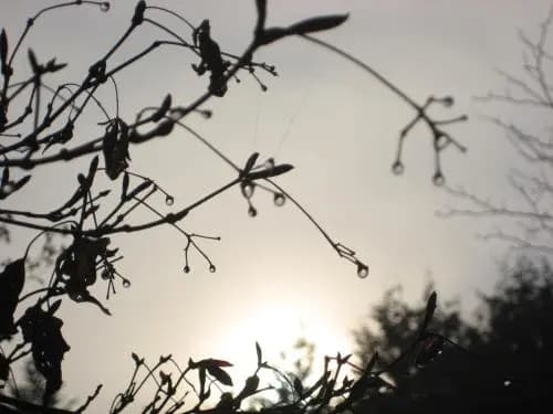 Dantosa Blue Mountains Retreat - photo 5