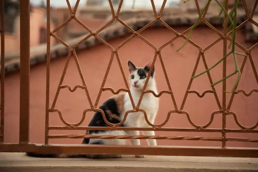 Riad Miss Caracal - photo 11