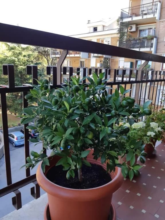 Venice h.s.Garden Home - photo 14