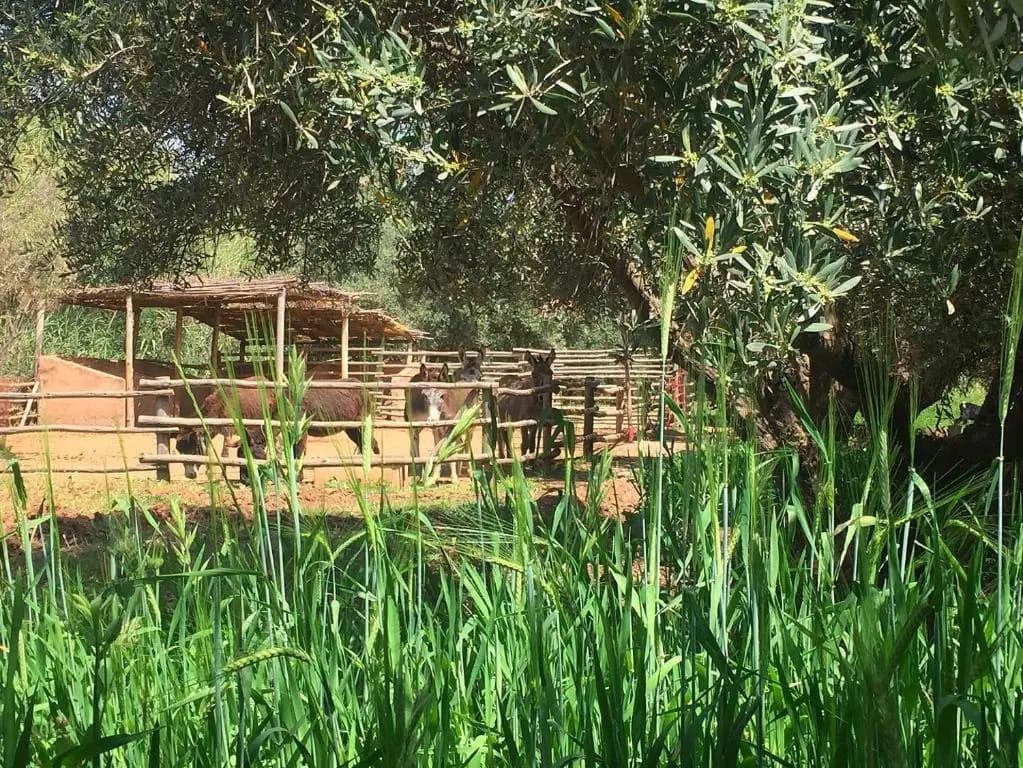 La Ferme Berbère - photo 17