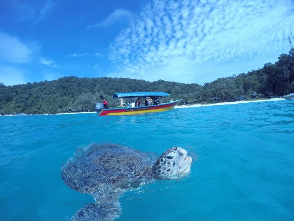 Ombak Dive Resort - photo 11