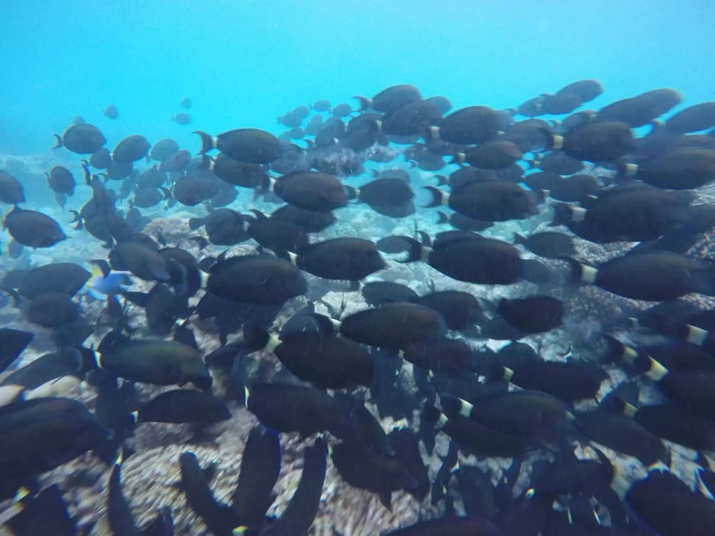 Rasdhoo View Inn - photo 14