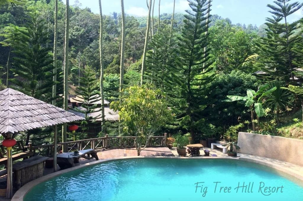 Fig Tree Hills Resort - photo 36