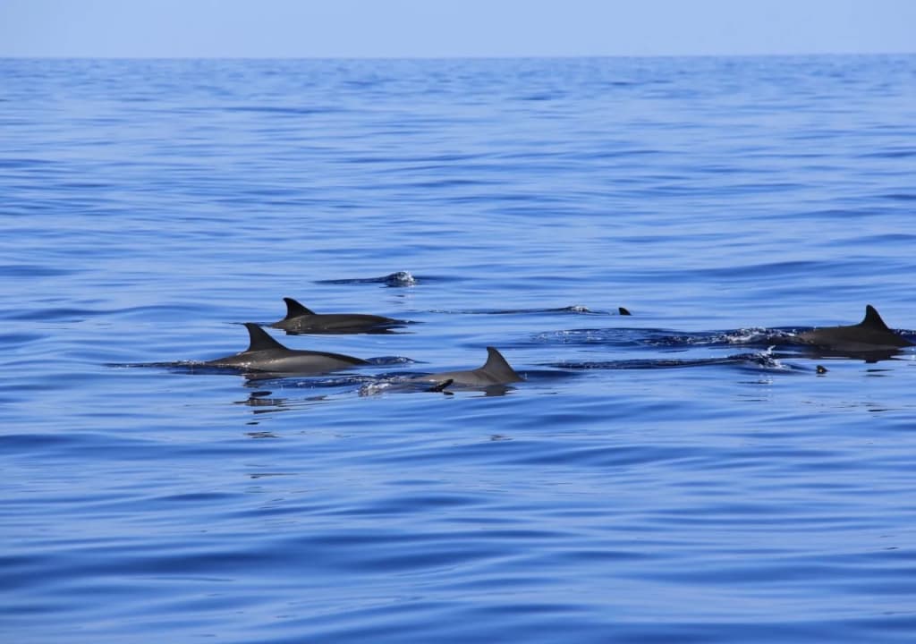 Dhivehi Experience - photo 10