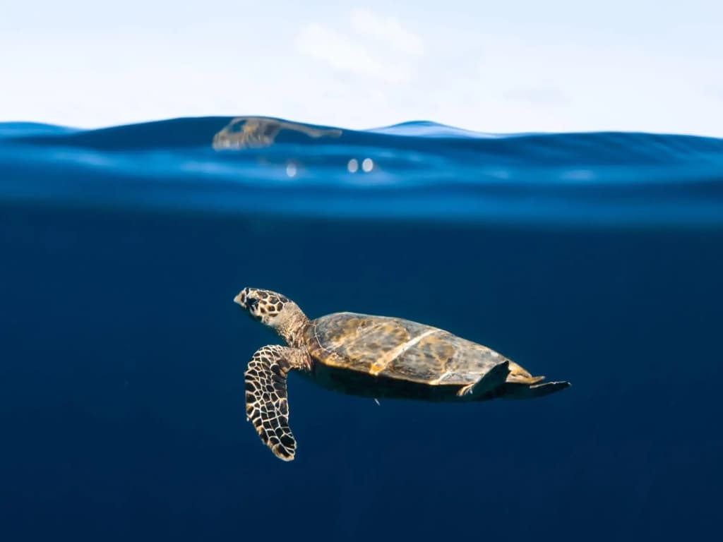 The Nautilus Maldives - photo 48