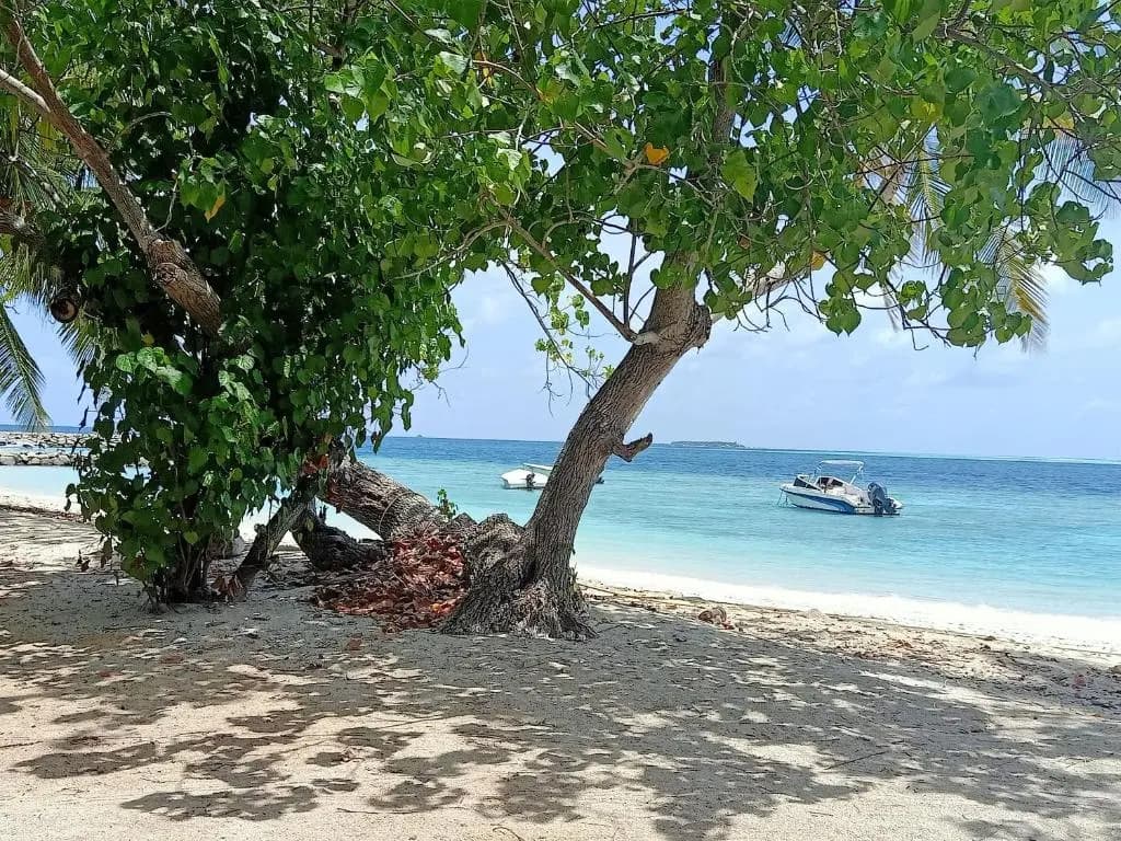 Fins Dive And Leisure Hotel - photo 11