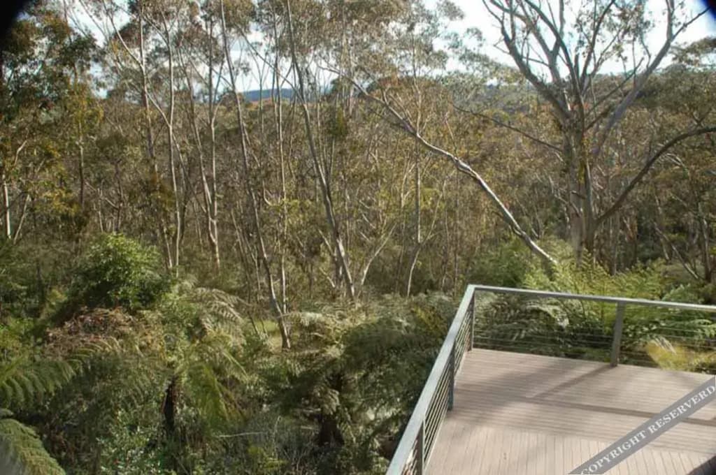 Silvergum - photo 1