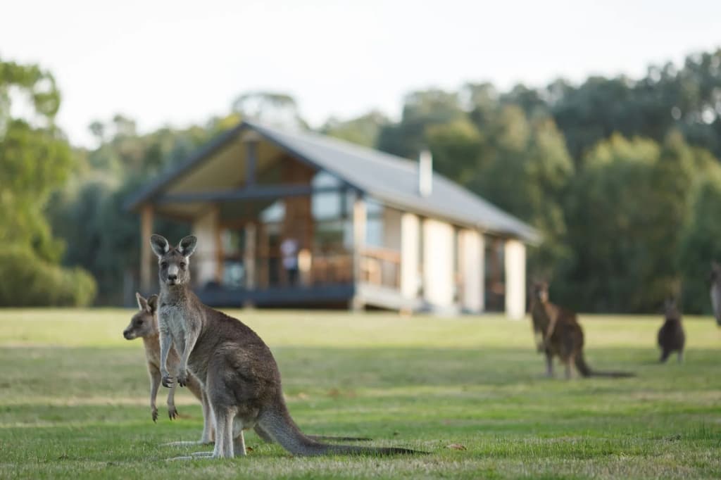 Yering Gorge Cottages - photo 15