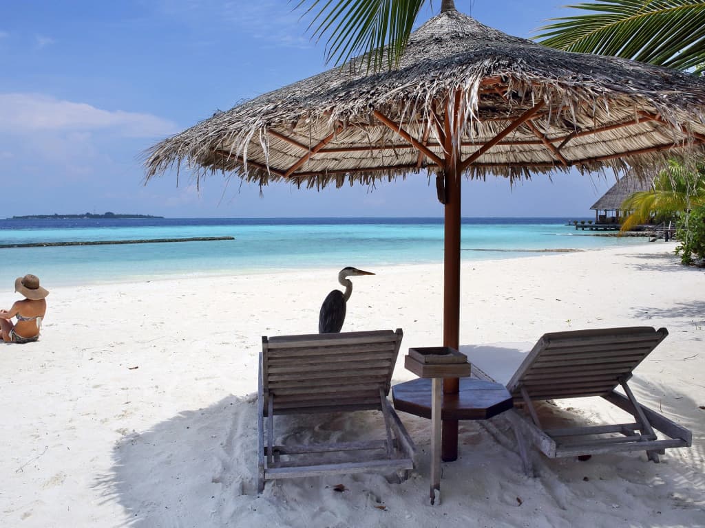 Gangehi Island Resort - photo 26