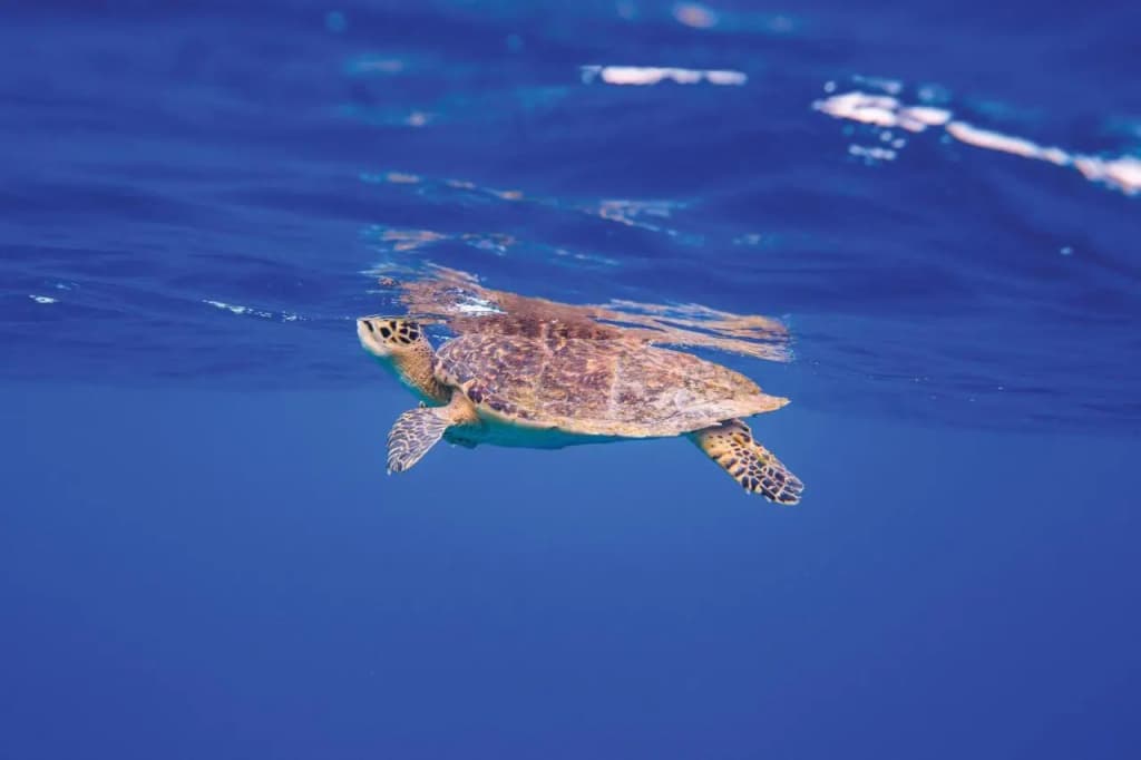 Oblu Nature Helengeli by Sentido - All Inclusive - photo 35
