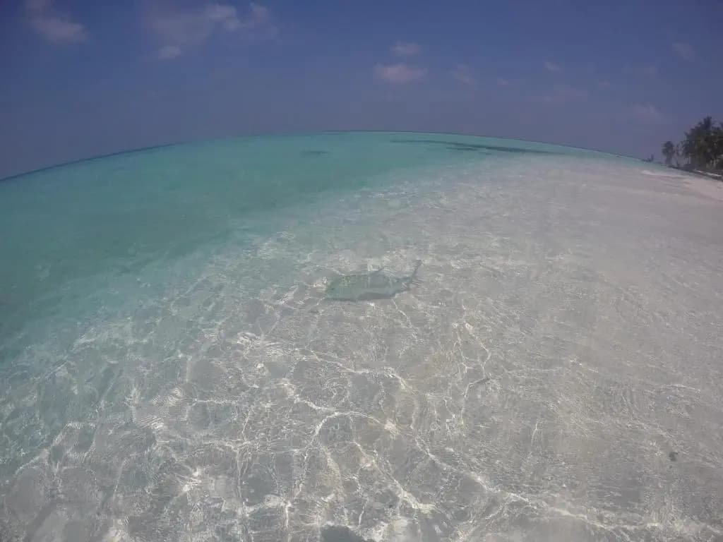Origami Inn Himandhoo - photo 17
