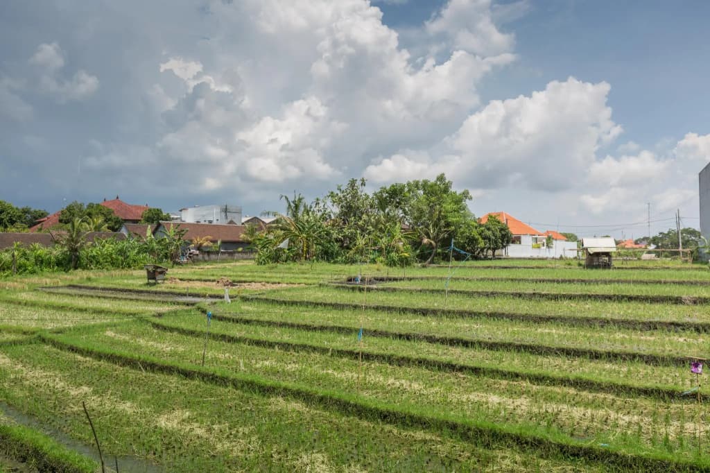 Bali Easy Living Canggu - photo 12