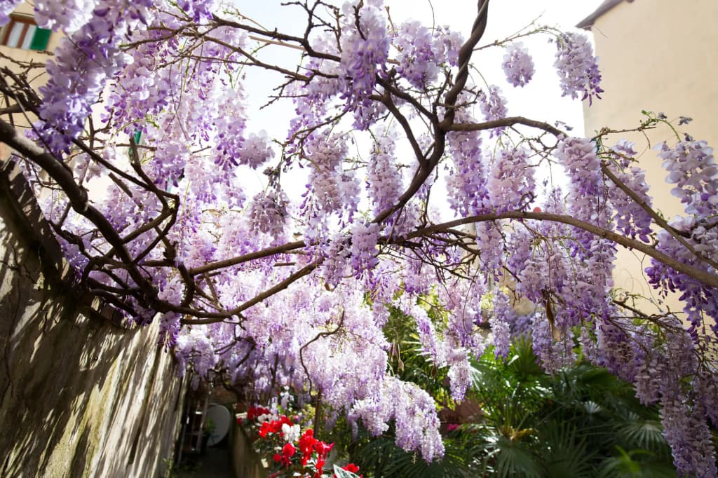 Locanda Orchidea - B&B - photo 12