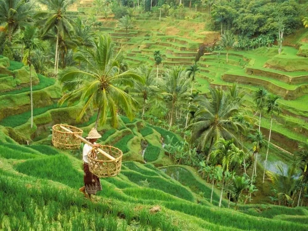 Backpacker Ubud Room's - photo 12