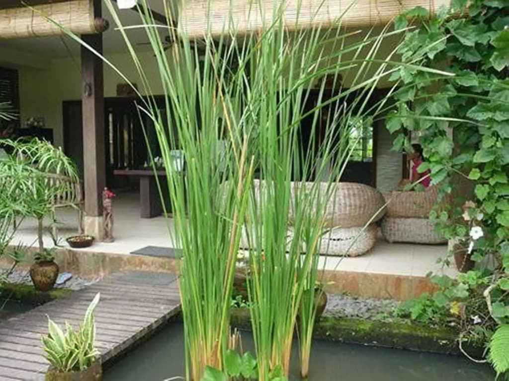 Bliss Bungalow - photo 9