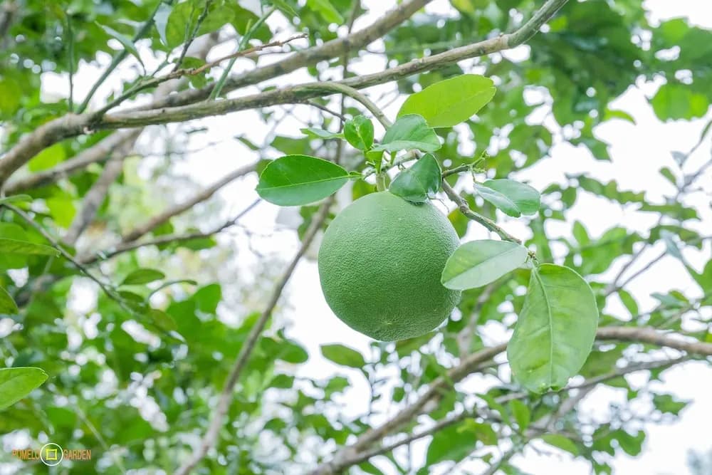 Phu Quoc Pomelo Garden - photo 26