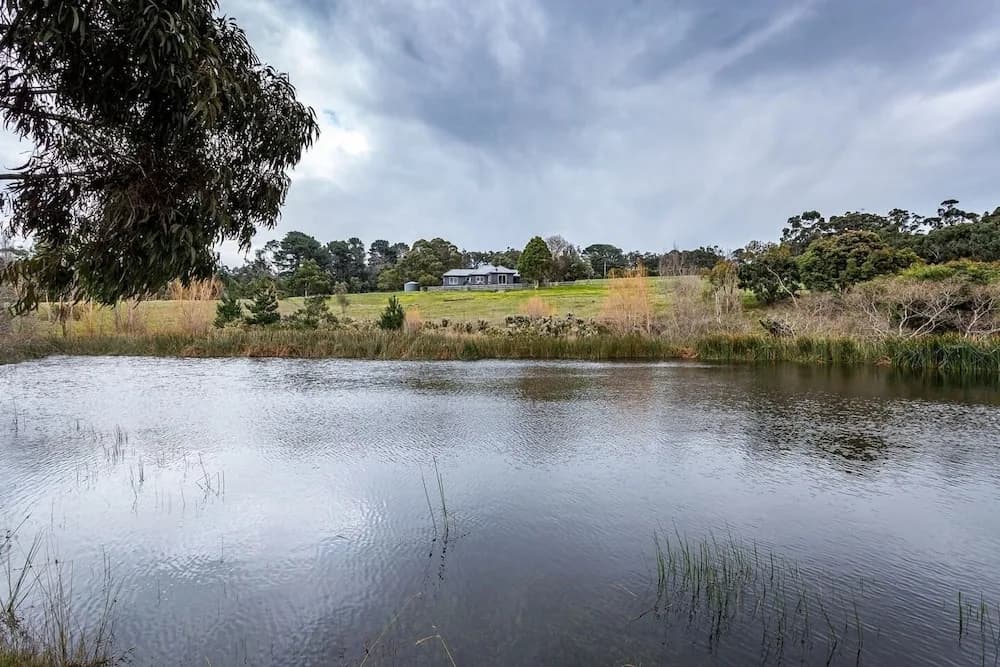 Green Olive at Red Hill - photo 3