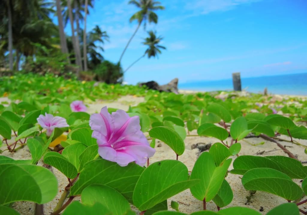Samui Tropical Resort - photo 13