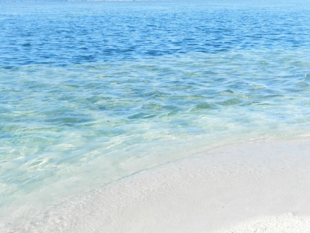 Whale Shark Inn Maldives - photo 11