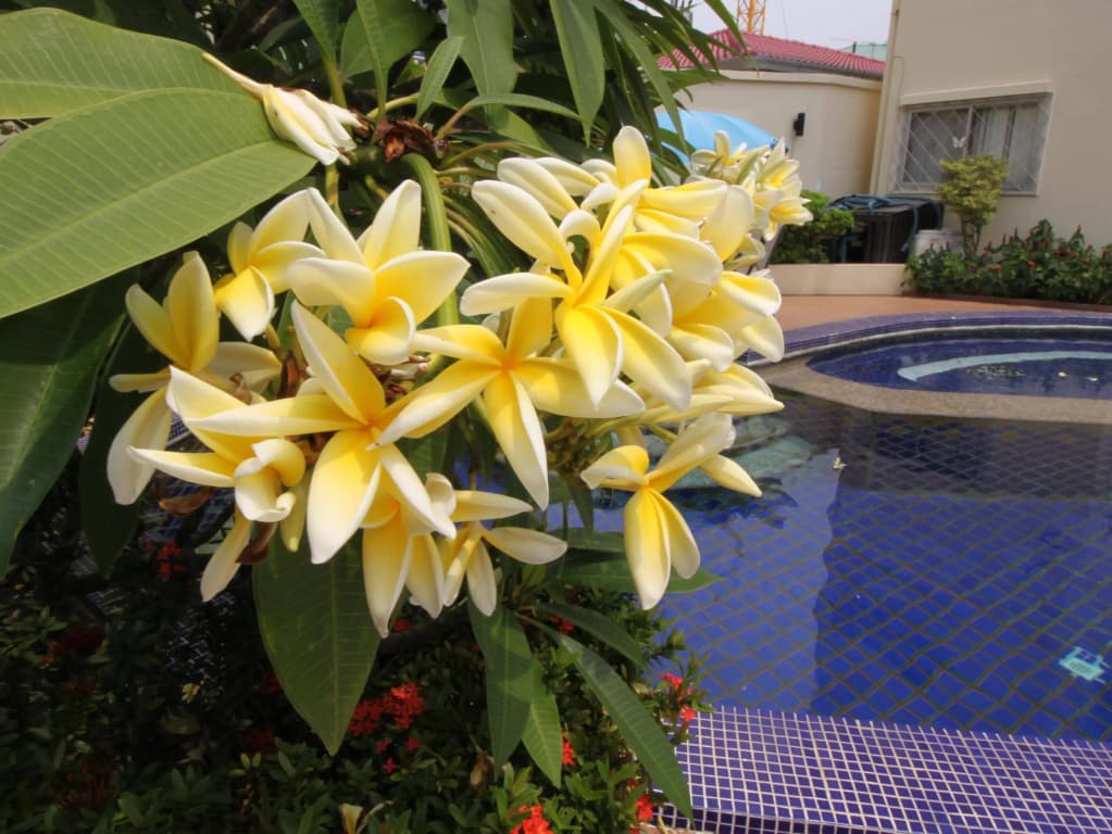 Butterfly Garden Villas by Pattaya Sunny Rentals - photo 6