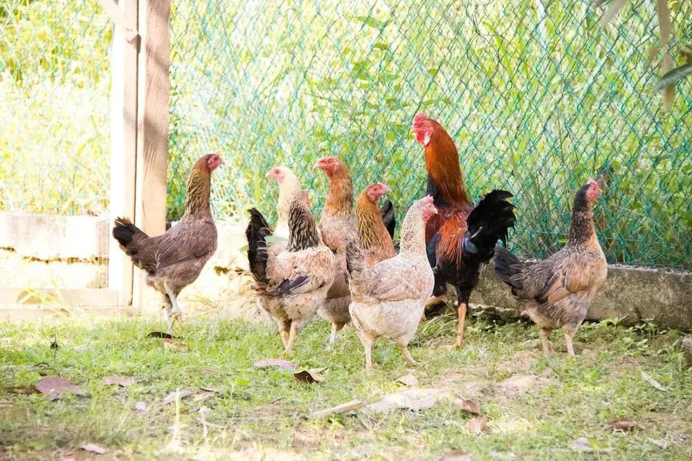 Kampung Bongsu Farm Stay - photo 14