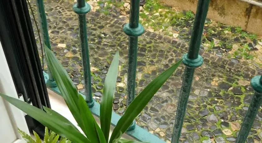 Casa Alfama - photo 5