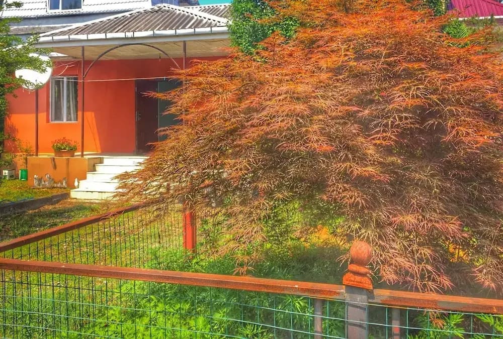 Guest House leonidze - photo 9