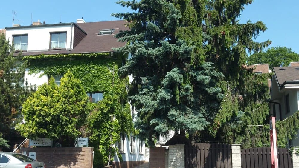Pension Kern - photo 19