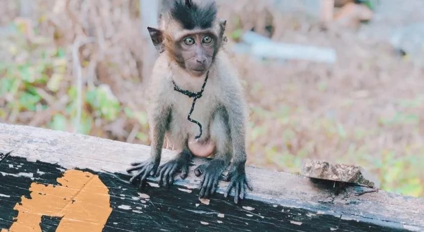 Monkey Bungalow - photo 26