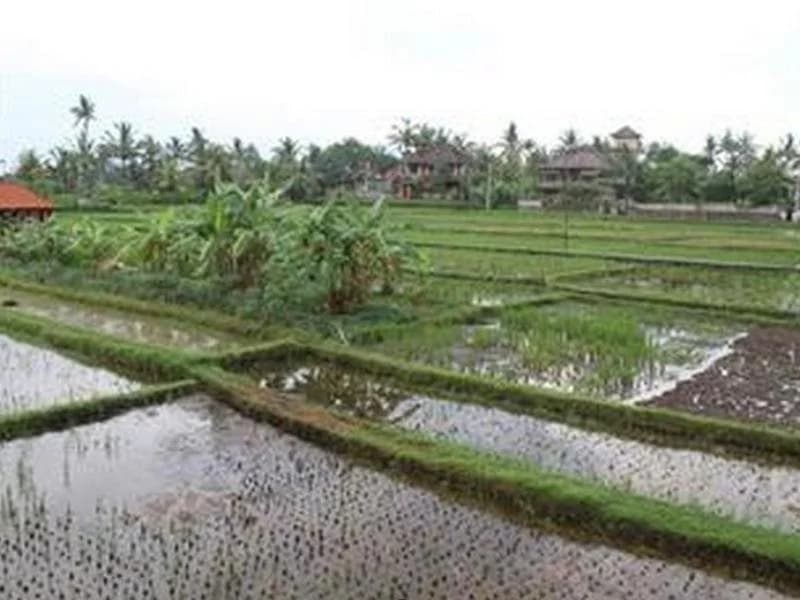 Sadguna Homestay - photo 19