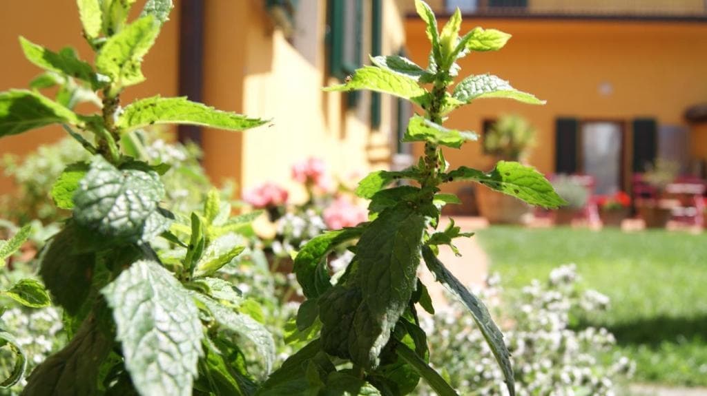 Al Canto - photo 7