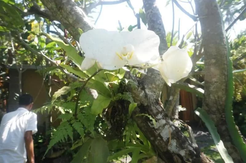 Motama Villa - photo 27
