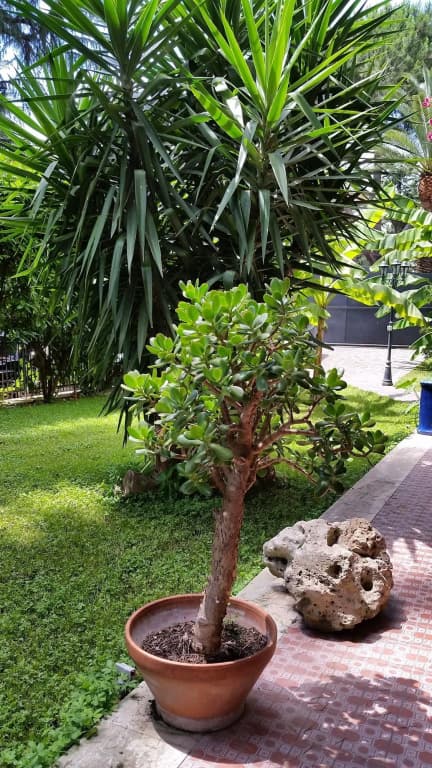 Il Giardino di Giulia 2 - photo 27