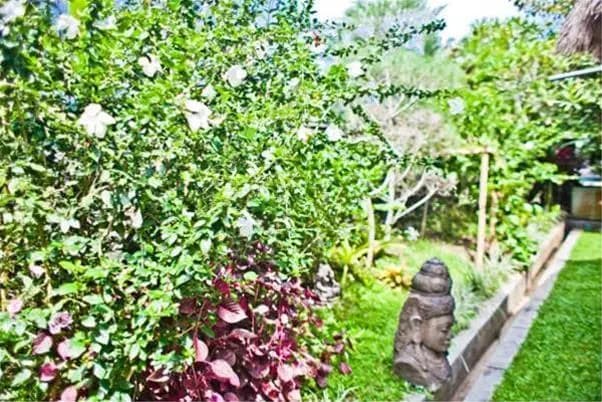 Indigo Villas - photo 12