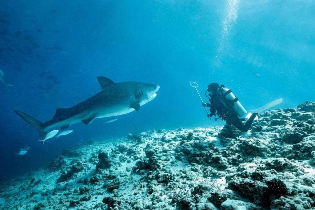 Tiger Shark Residence - photo 4