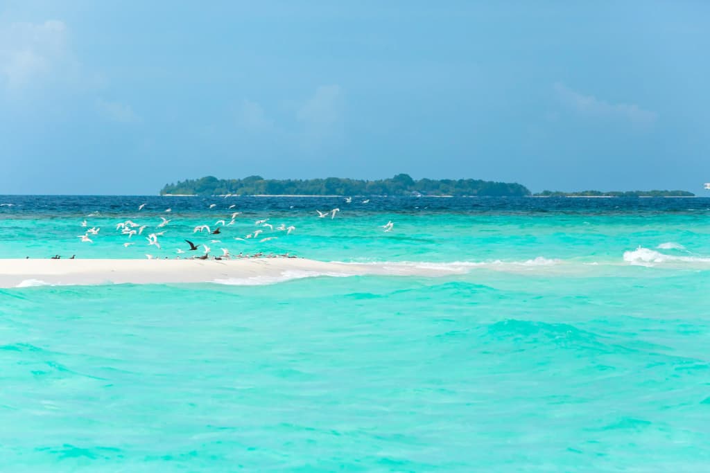 Dusit Thani Maldives Resort - photo 25