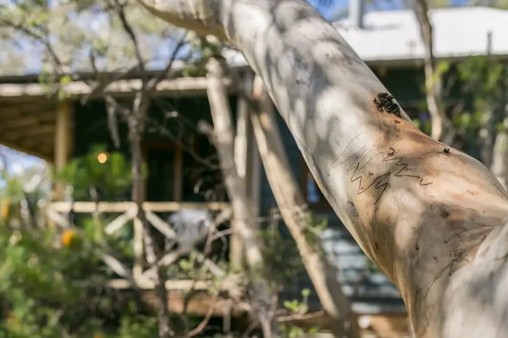 Scribbly Gum - photo 9