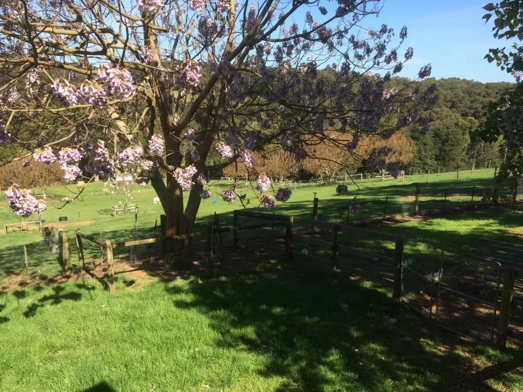 Emerald Ridge - photo 12