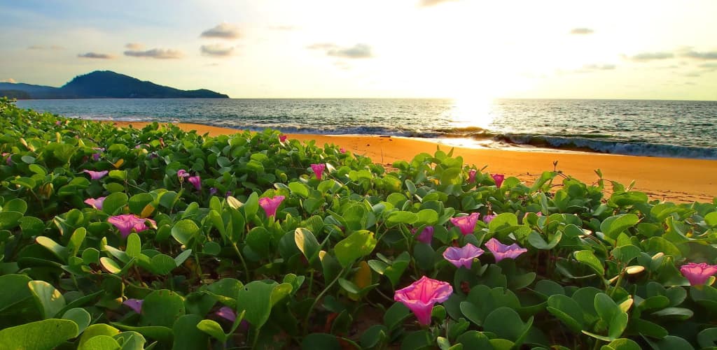Ideo Phuket Hotel - photo 21