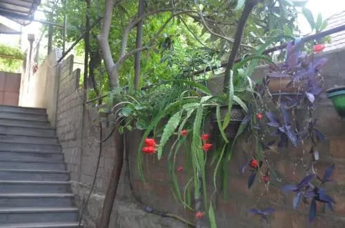 Alexs Cosy Guesthouse - photo 7