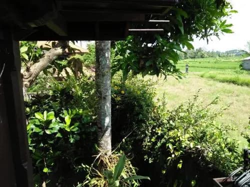 Majapahit Guest House Ubud - photo 5