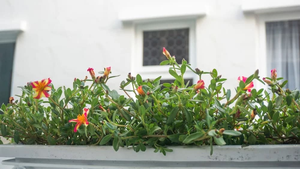 Sunny's House - photo 8