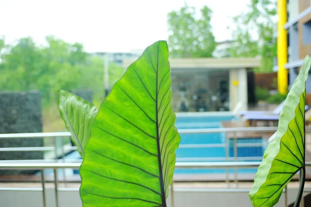 Chic View - photo 18