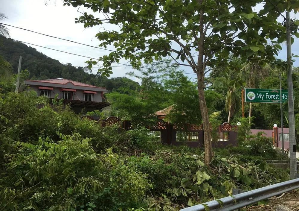 My Forest Hotel - photo 10