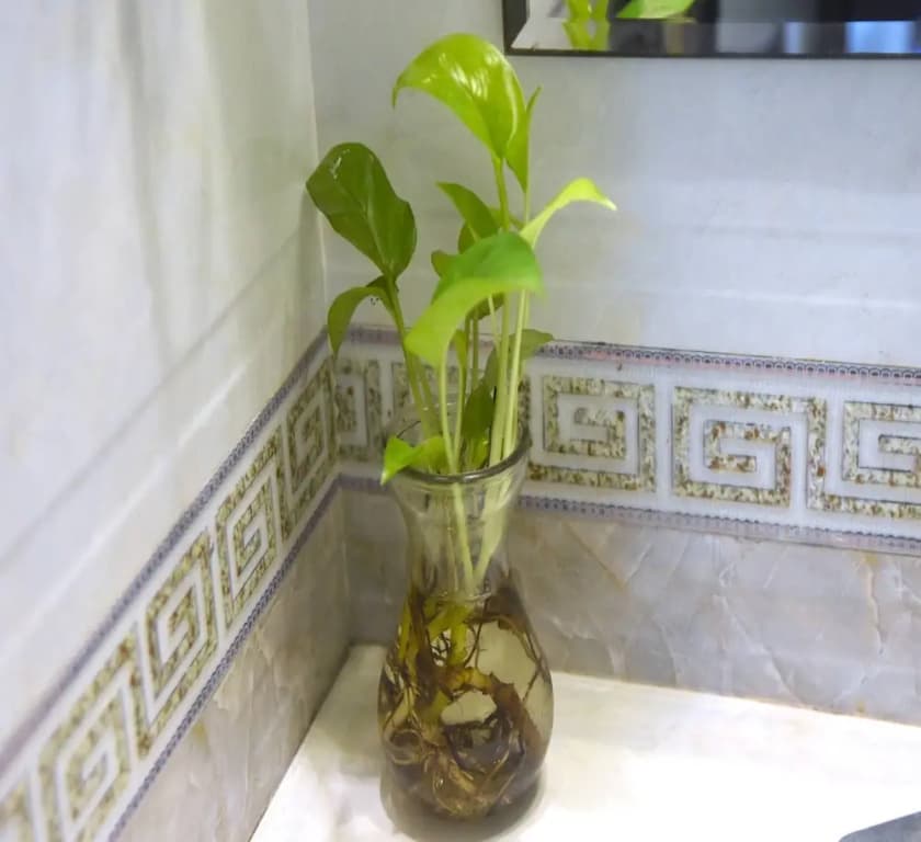 Sao Hotel Nguyen Ngoc Vu - photo 30