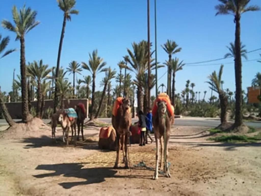 Riad Tahar Oasis - photo 18