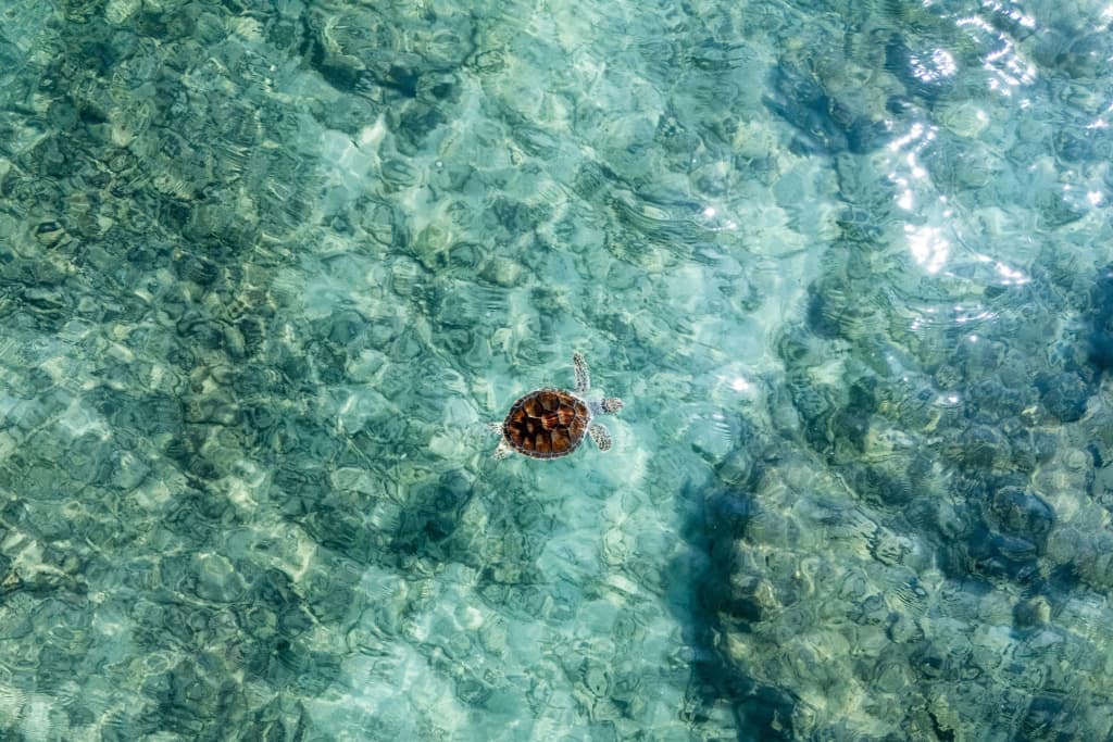 Phuket Marriott Resort & Spa, Merlin Beach - photo 29